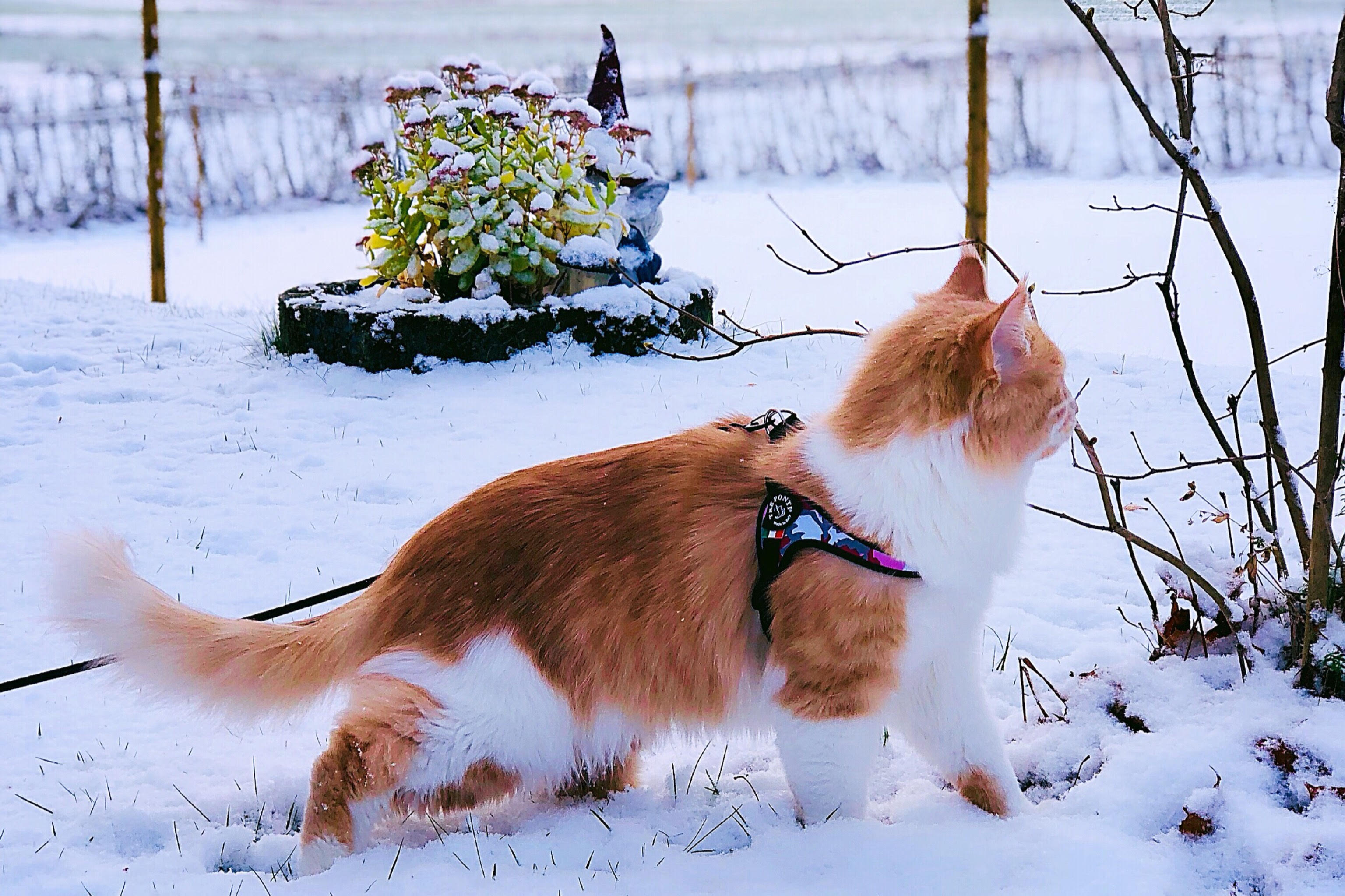 Maine Coonen Thor i en TrePonti kattsele