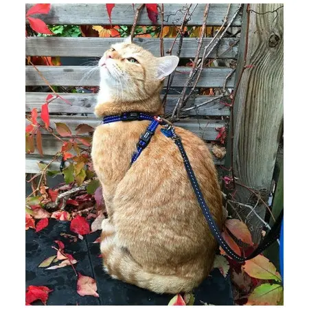 Klicka för större bild