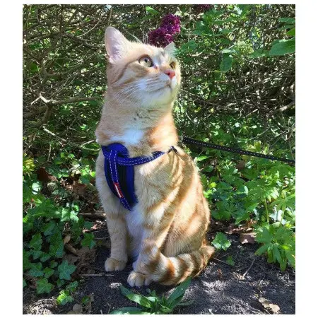 Klicka för större bild