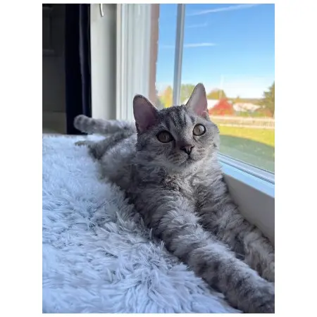 Klicka för större bild