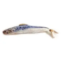 Kattleksak Makrill 13 cm