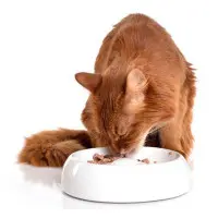 Lucky-Kitty kattmatskål keramik Medium