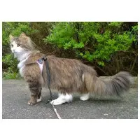 Kattsele Tre Ponti Basic Svart Strl 1