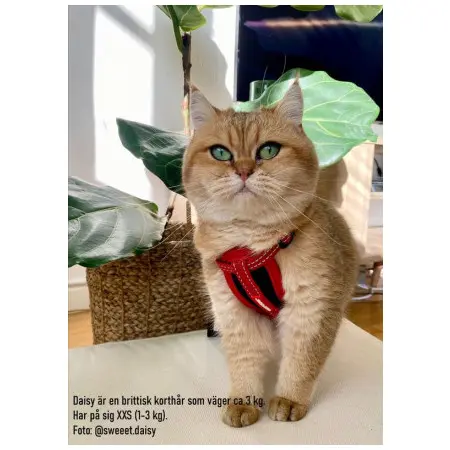 Klicka för större bild