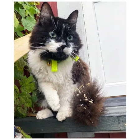 Klicka för större bild