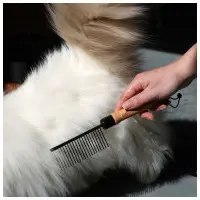 Kattkam Adam med breda tänder