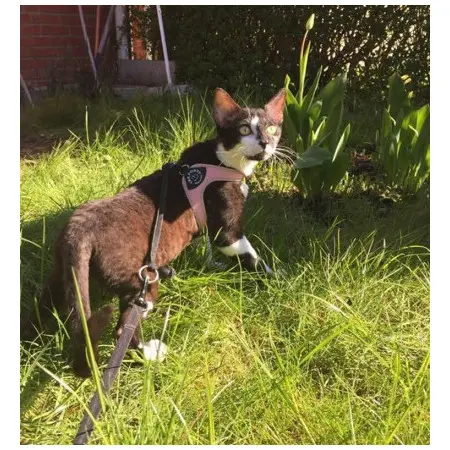 Klicka för större bild