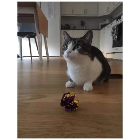 Klicka för större bild