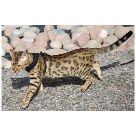 Klicka för större bild