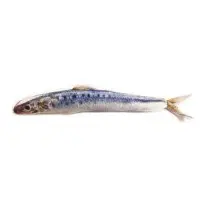 Kattleksak Makrill 20 cm
