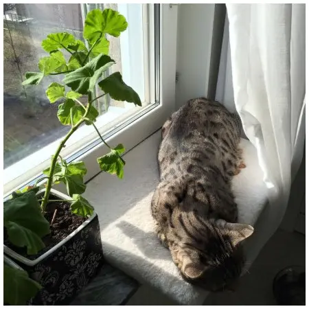 Klicka för större bild