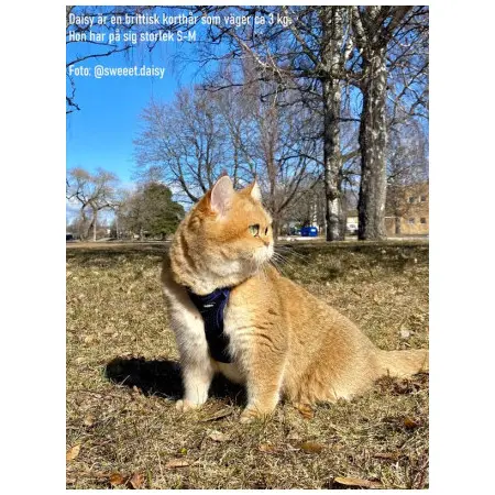 Klicka för större bild