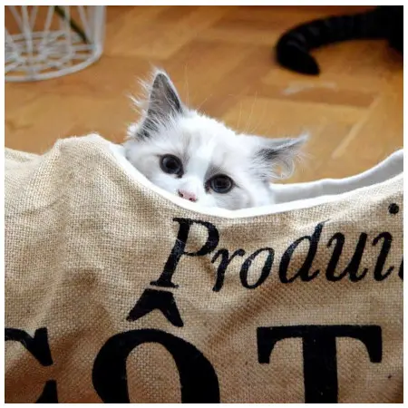 Klicka för större bild