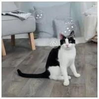 Bubblor med kattmynta