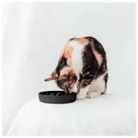 Slow Feeder District 70 mörkgrå