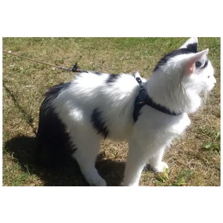 Klicka för större bild