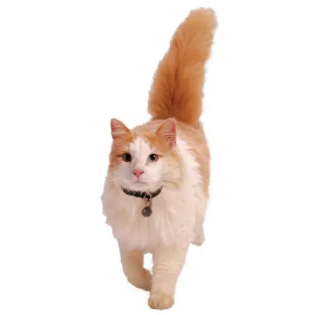 Klicka för större bild