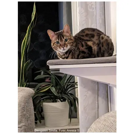 Klicka för större bild