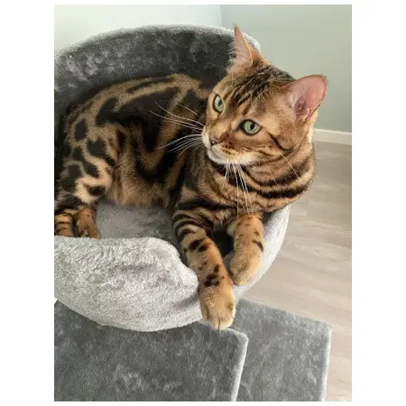 Klicka för större bild