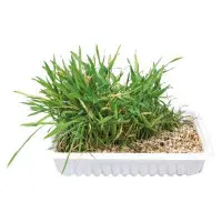 Kattgräs 100 g odlingskit