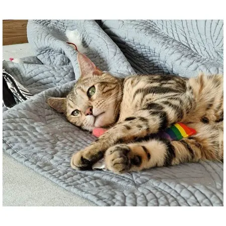 Klicka för större bild