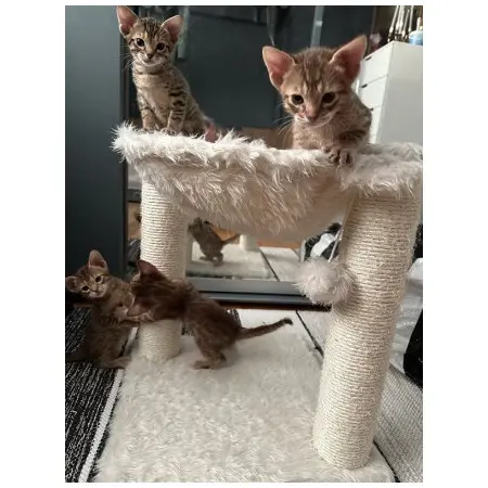 Klicka för större bild