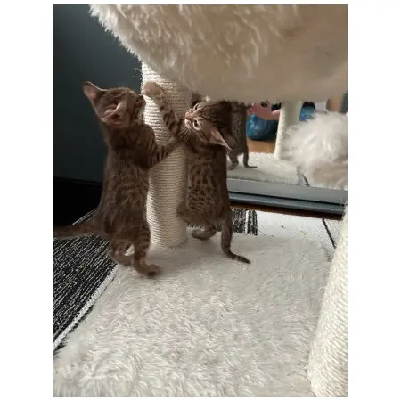 Klicka för större bild