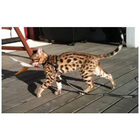 Klicka för större bild