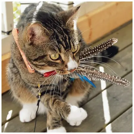 Klicka för större bild