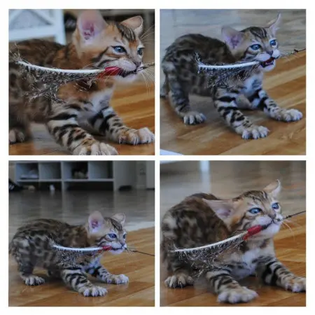 Klicka för större bild