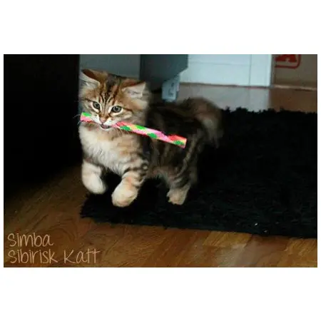 Klicka för större bild