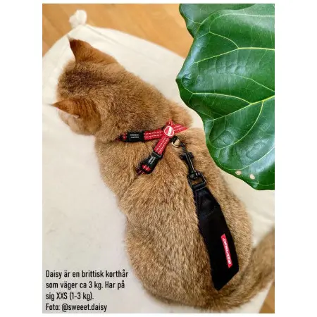 Klicka för större bild