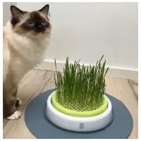 CatIt Senses Grass Garden