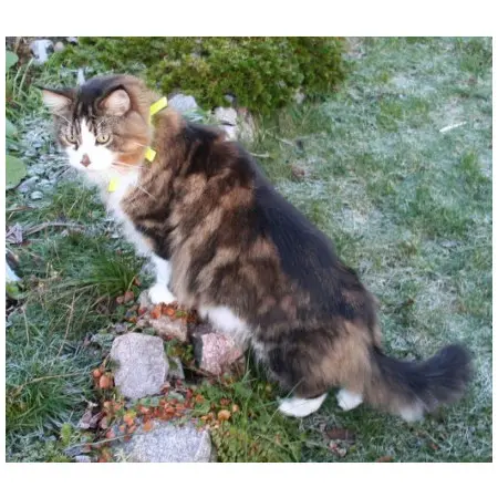 Klicka för större bild