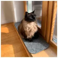 MIKASTE MIKS Lång Kattdyna