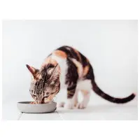 Kattskål District 70 bamboo maräng