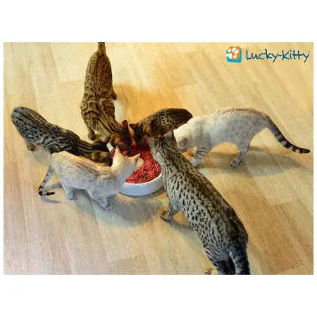 Klicka för större bild