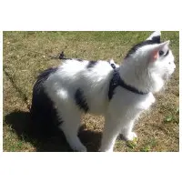 Kattsele Tre Ponti Mesh röd