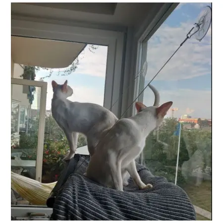 Klicka för större bild
