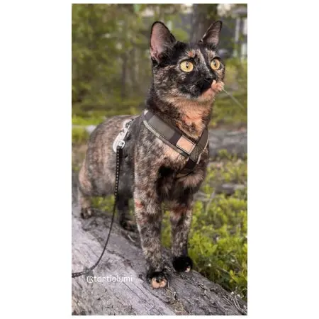 Klicka för större bild
