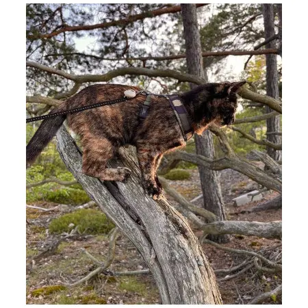 Klicka för större bild