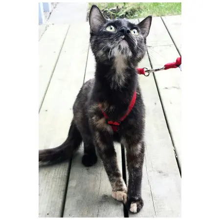 Klicka för större bild