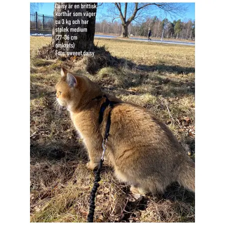 Klicka för större bild