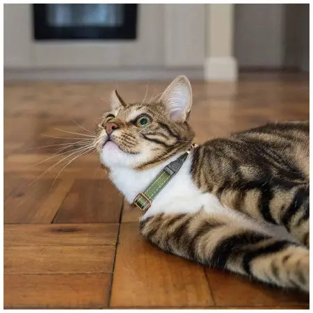 Klicka för större bild