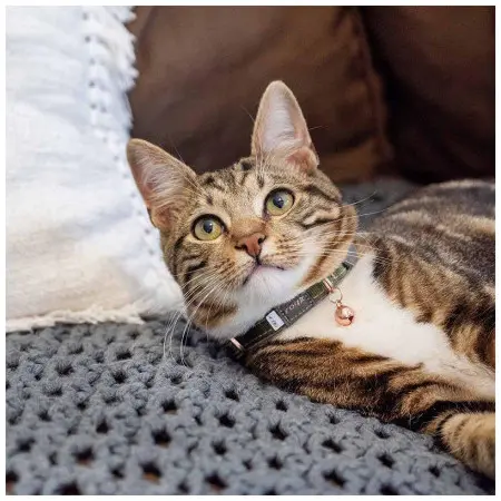 Klicka för större bild