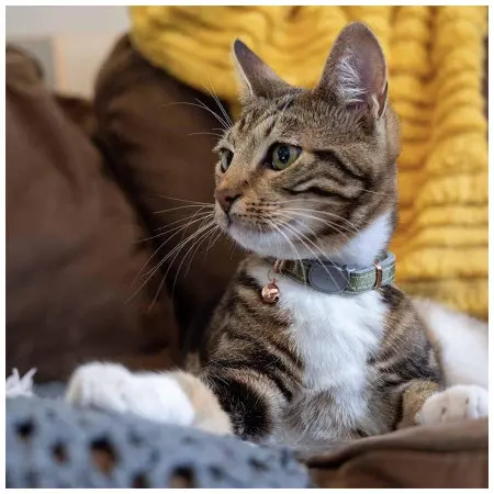 Klicka för större bild