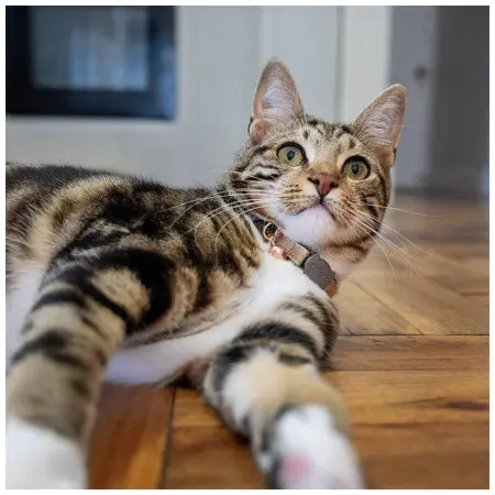 Klicka för större bild