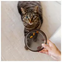 Kattmatskål Dawn Glass Black