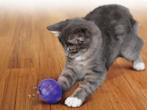 Cat treat ball